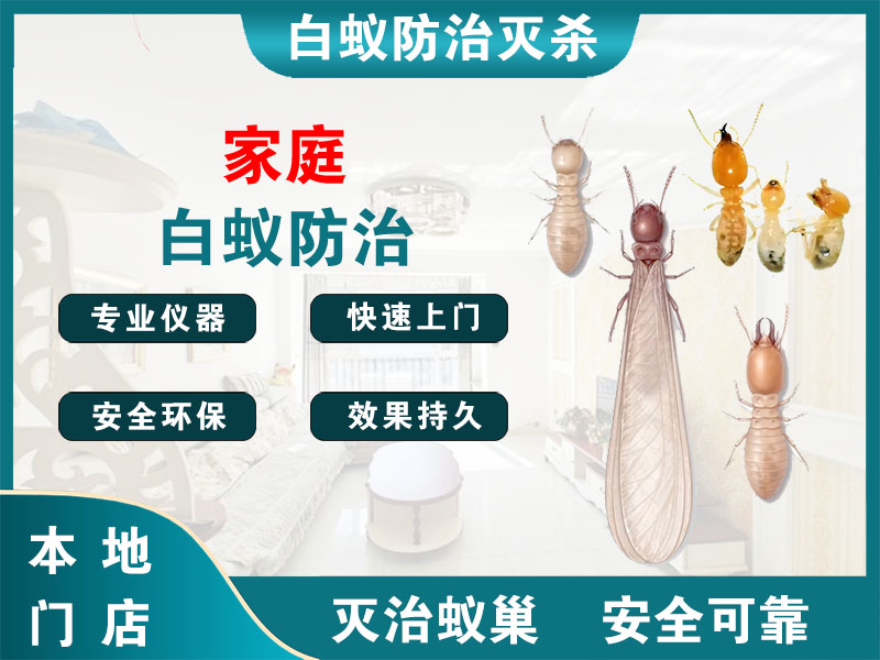 润州区家庭白蚁防治