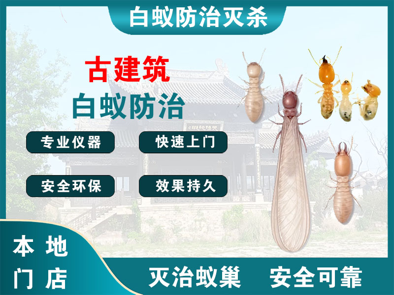 润州区古建筑白蚁防治