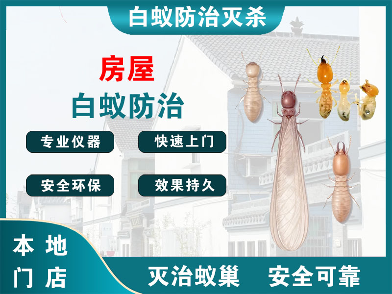 润州区房屋白蚁防治